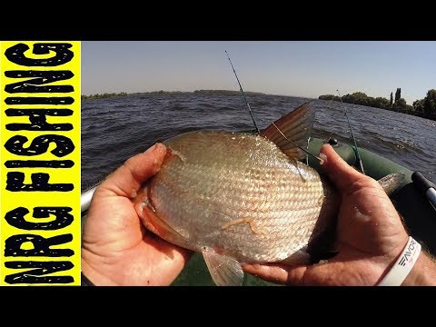 Рыбалка на закидушки (донка) | Ловлю мерных КОЗЛОВ