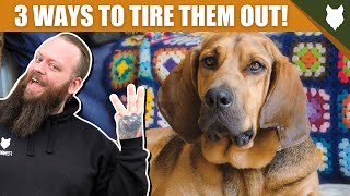 3 Tips To Tire Out Your BLOODHOUND Puppy