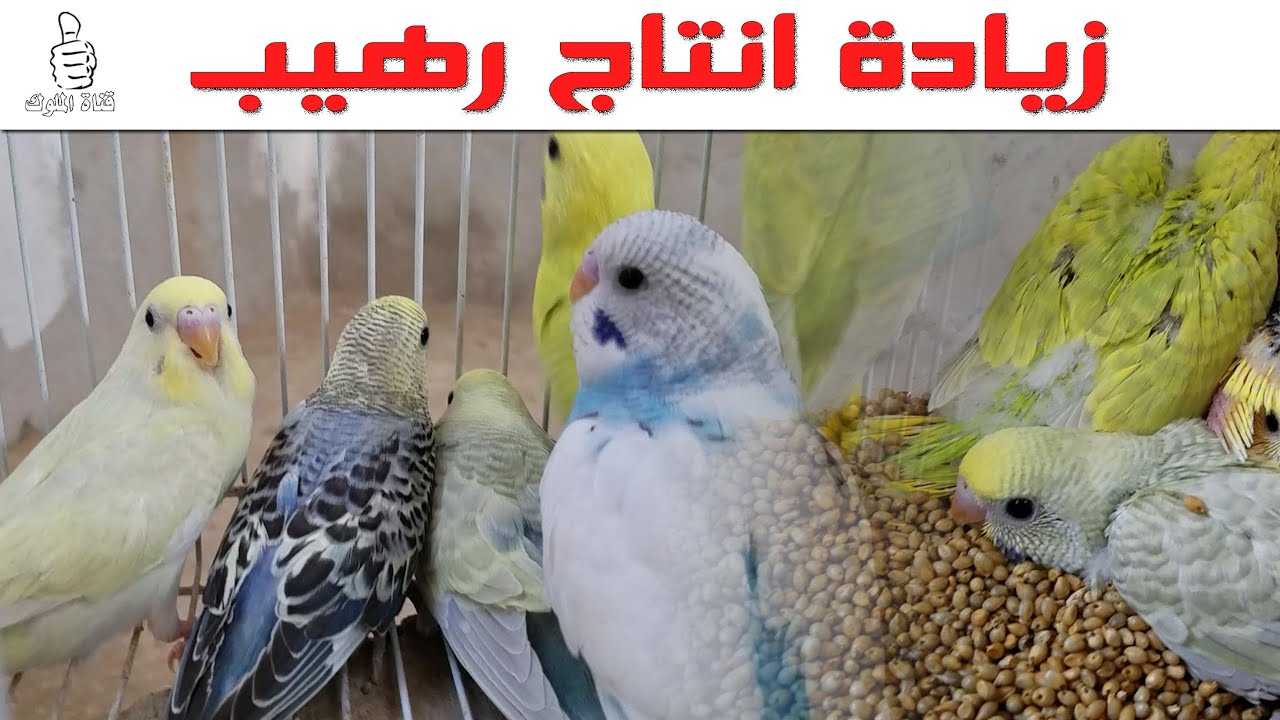 زيادة انتاج عصافير البادجي بشكل كبير وبسرعة رهيبة - YouTube