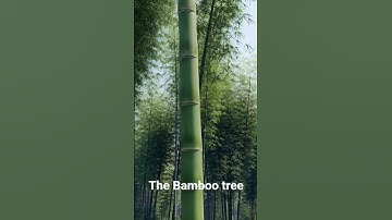 Bamboo Tree, AI GENERATED #ai  #aiart #aivideo #aishorts