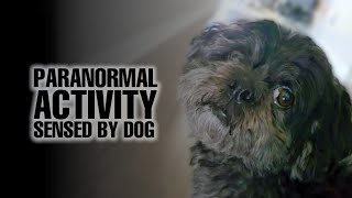 Paranormal Activity Sensed By Dog #scary #paranormal #horrorstories