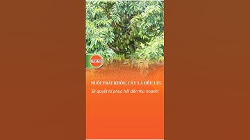 Nuôi trái khoẻ, cây lá đều lực! Bí quyết từ phục hồi đến thu hoạch! #saurieng #shorts