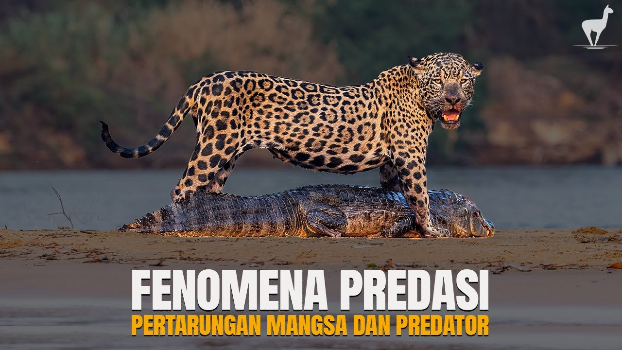 Predasi Predasi: Antara Bertahan Hidup Atau Mati - YouTube