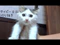 【実は…猫肌恋しかった子猫。】@taipi 【切り抜き】