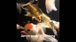 JERNIH ENAK DI PANDANG #koi #ikankoiindonesia #aquarium #koifish #koiindonesi #ikankoiimport