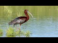 Glossy Ibis / Plegadis falcinellus in Kukkarahalli Lake / Kere Mysore