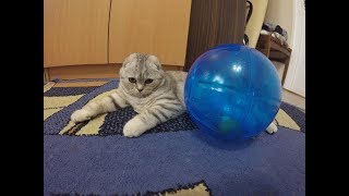 Игры с Кошкой 😻 Скоттиш фолд Кошка Хлоя и Стеклянный Шар 🐱 Игрушки для котов и кошек Kitten Cat Игры с Кошкой 😻 Скоттиш фолд Кошка Хлоя и Стеклянный Шар 🐱 Игрушки для котов и кошек Kitten Cat