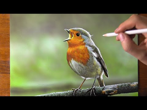 Robin Bird Drawing 😍