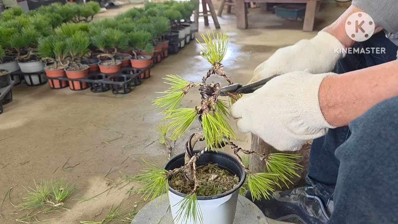 어린소나무 분재만들기 