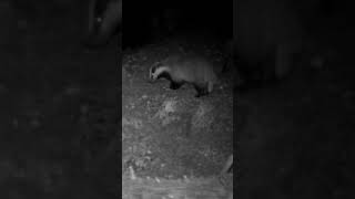 Porsuk Kayalarda Geziyor Şfet