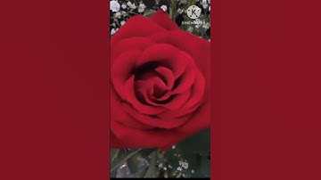 ايات من سورة آل عمران