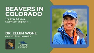 Beavers in Colorado: The Once & Future Ecosystem Engineers