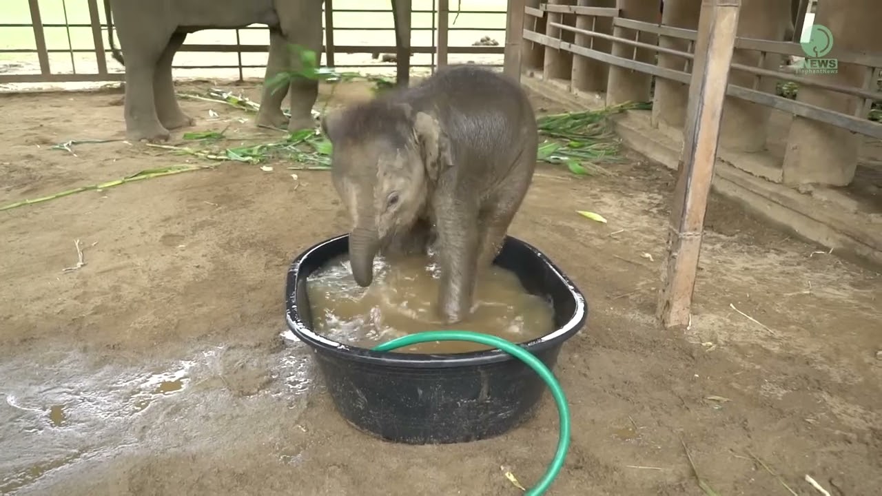 Top Ten Baby Elephants At Play