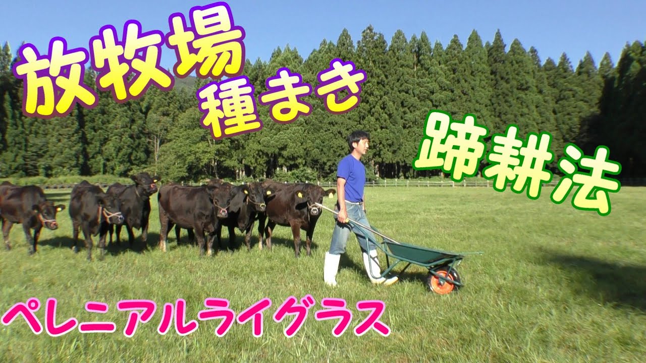 I planted grass seeds (perennial ryegrass) in the cow pasture