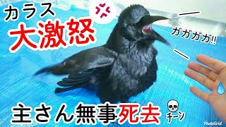 【大激怒】部屋を改造されてマジ切れするカラス