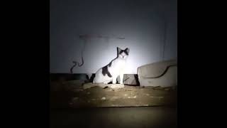 A  Cute cat living in a semi-basement apartment..반지하 아파트에서사는 귀여운 고양이들...住在半地下室公寓里的可爱猫咪...Jeonju .全州市 by Kingdom of Pet  야옹아 멍멍해봐 29 views 2 months ago 5 minutes, 28 seconds