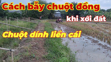 Cách bẫy chuột không cần mồi...khi đồng xới đất chuột dính thấy mà ghiền ... Tèo ngố TV.