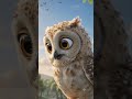 Fluffy Owl Wiggins: Part One - The Stubborn Dreamer #kids #storytelling #story #owl