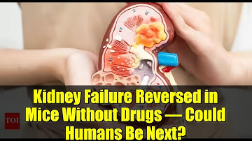 Kidney Failure Reversed in Mice Without Drugs – Could Humans Be Next?