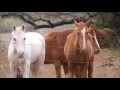 Horse Rescue (Texas Country Reporter)