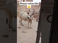 #laxmansir #cow #pashuparicharak #animals #trickswale