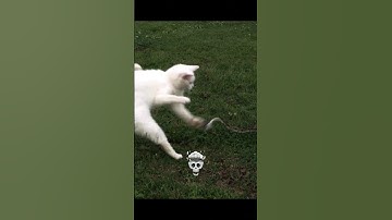 Thumbnail of Fastest Reflexes 💀
