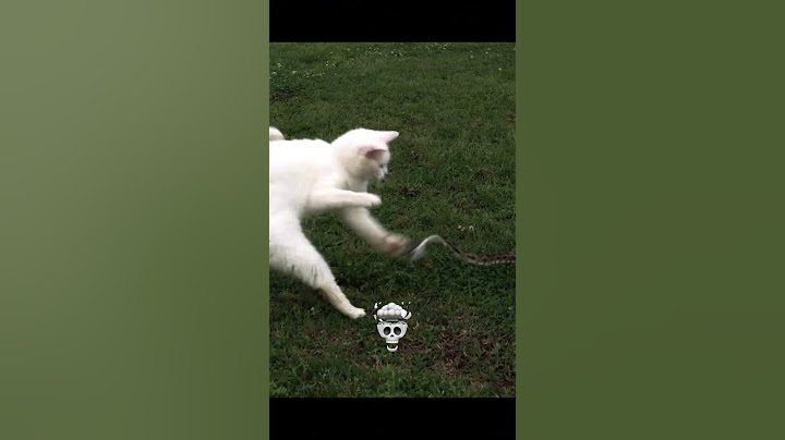 Fastest Reflexes 💀
