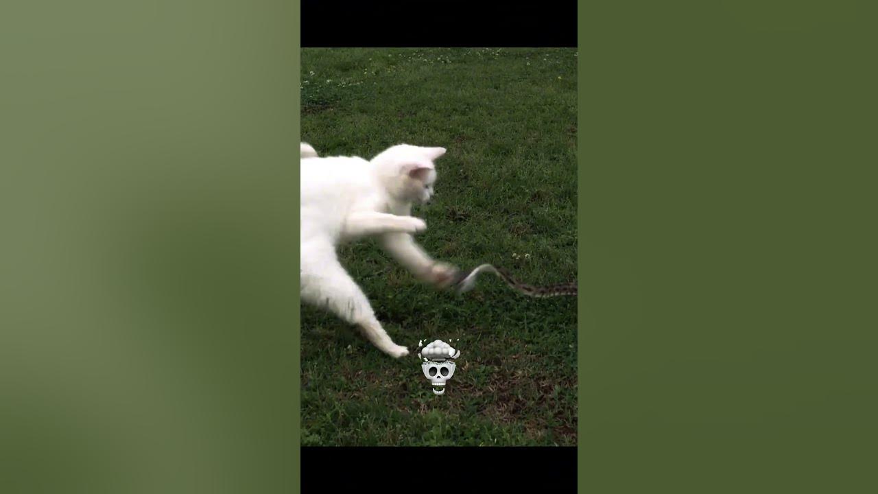 Fastest Reflexes 💀