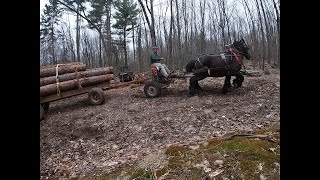 I'm Selling Logs to an Amish Sawmill