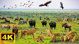 4K African Wildlife: Arusha National Park  Scenic Wildlife Film With Real Sounds