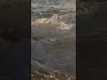 Day 4. you don’t have to hold everything 🌊 —#calmvibes#peacefulmind#oceanwaves#quietmoments#quietude