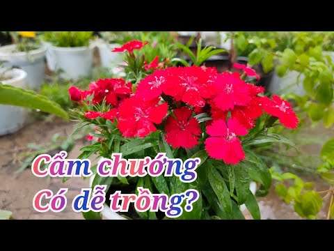 Video: Trồng Hoa Dianthus Trong Vườn - Cách Chăm Sóc Hoa Dianthus