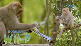 Doc Ferds Recio Comes Close To A Group Of Formosan Macaque Born To Be Wild