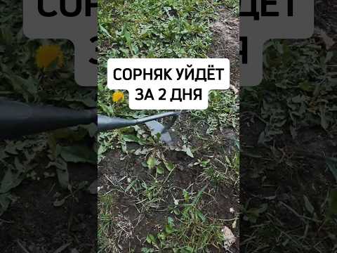 Сорняк уйдёт за