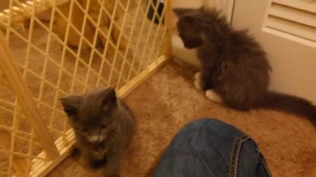 baby gate for kittens