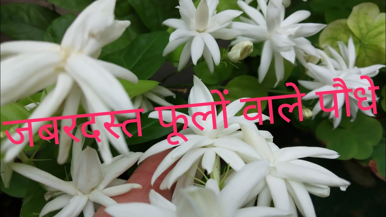 Best evergreen flowering plants// Best flowering plants for pots YouTube