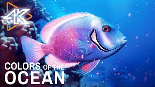 Under Red Sea 4K 🐠 Incredible Underwater World - Relaxation Video with Calming Music #4