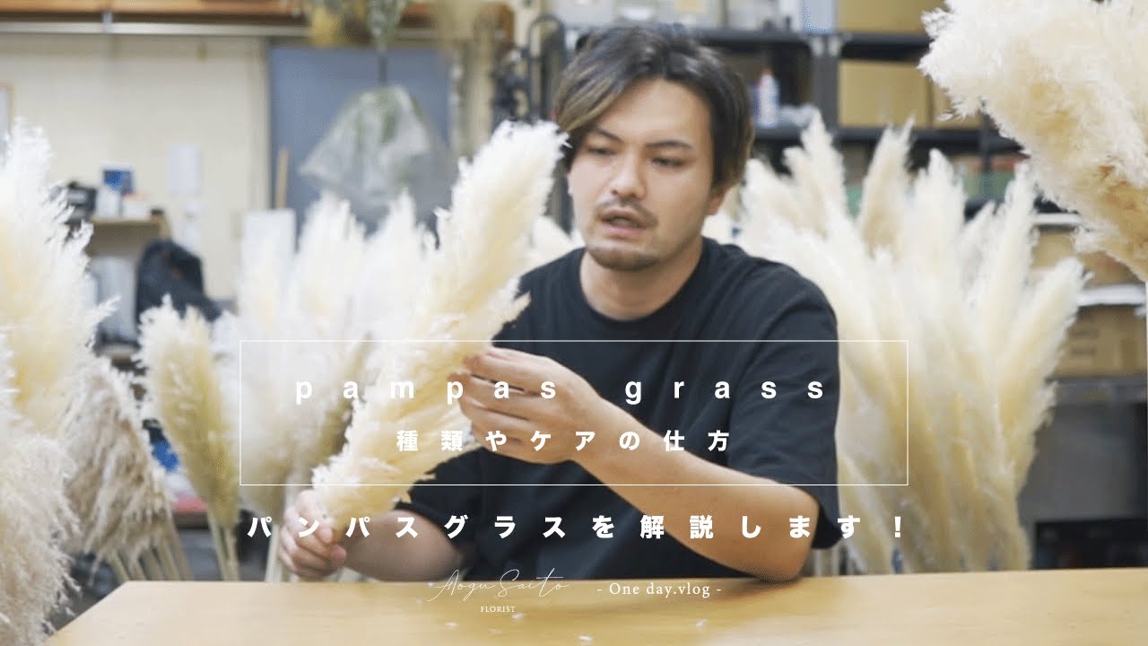 パンパスグラスの解説します！ - 種類やケアの方法 -【裏技あり】
