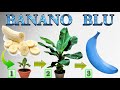 FAI NASCERE UNA BANANA BLU IN CASA, come fare nascere una piantina in casa