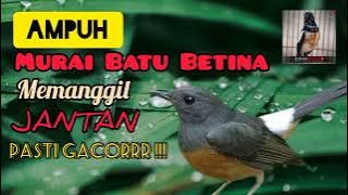 Ampuh !!! Suara Murai Batu Betina Memanggil Jantan Pasti Cacorrr