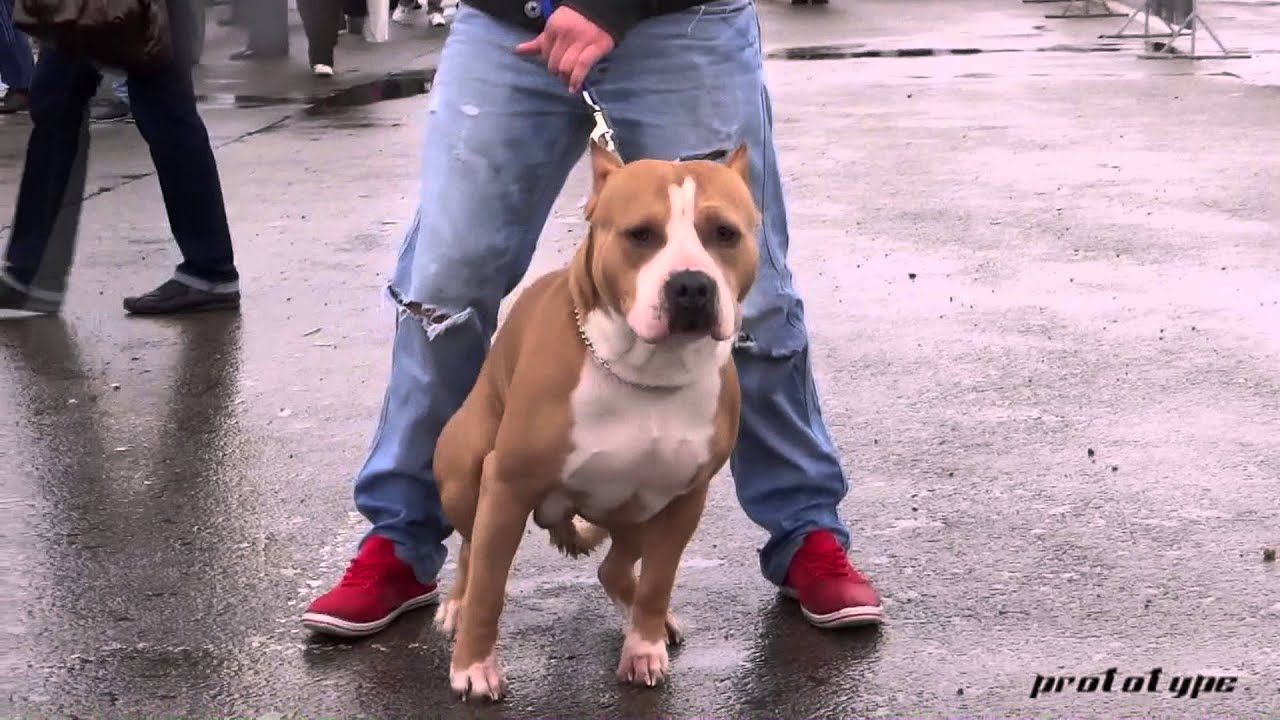 american staffordshire terrier male