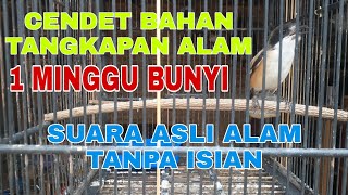 suara asli cendet liar tanpa isian / cendet muda hutan