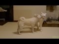 隠れられてない猫