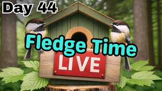 Chickadee Nest Box LIVE  Season 2  Day 44 5/22/24