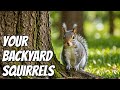 The Secret Life Of Grey Squirrels In Your Backyard The Documentary