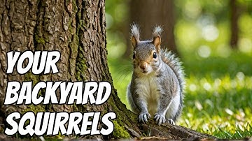 The Secret Life of Grey Squirrels in Your Backyard! The Documentary