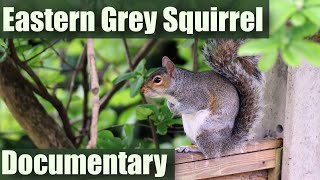 Eastern Grey squirrel Documentary | All the facts | UK Wildlife