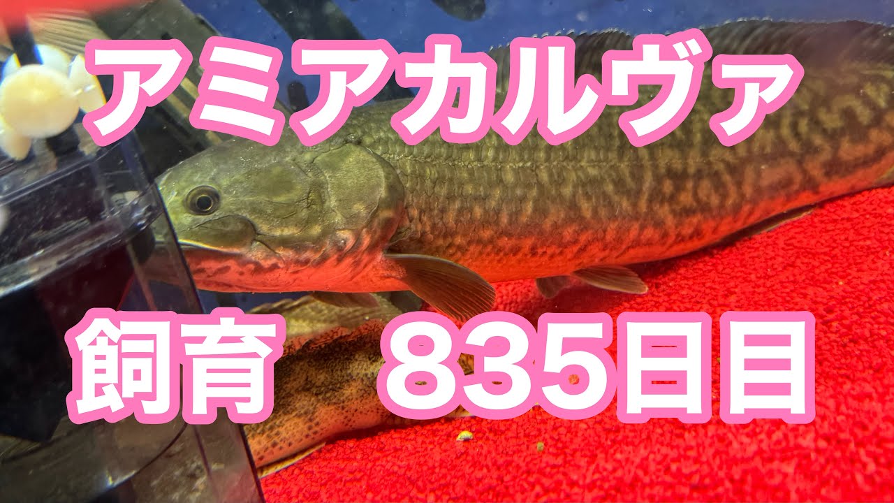 古代魚】アミアカルヴァ835日目 - YouTube