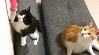 遊び中ちょっとドジな子猫
