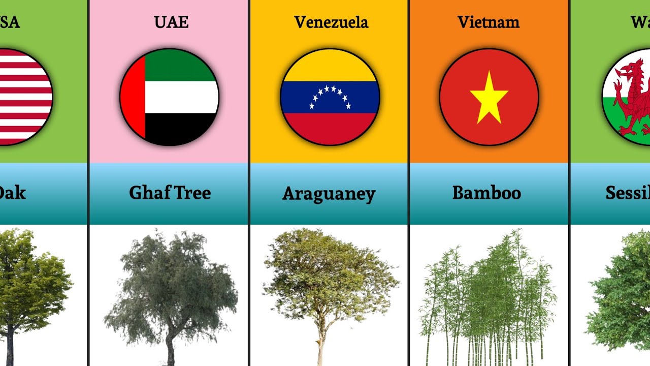 National Tree From Different Countries - YouTube
